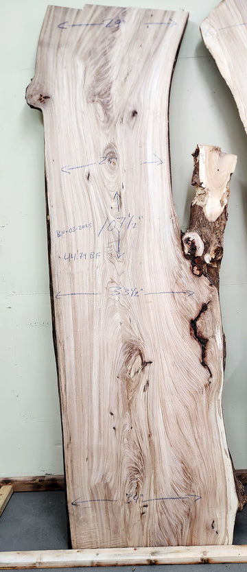 Butternut Live Edge Slab | 44.79 BF