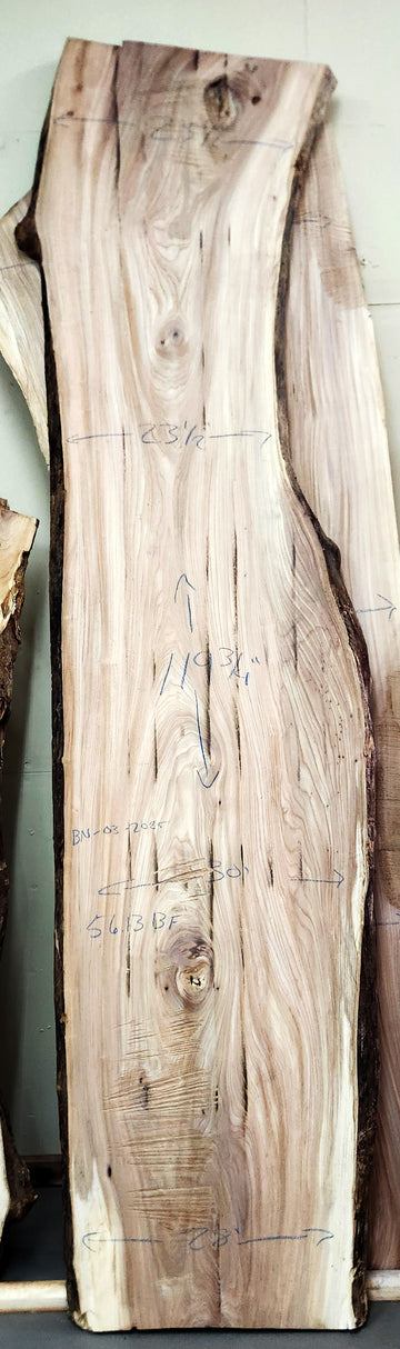 Butternut Live Edge Slab | 56.13 BF